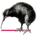 picture of a kiwi